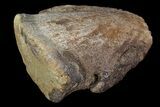 Hadrosaur Ungal (Claw) - Alberta (Disposition #-) #92798-3